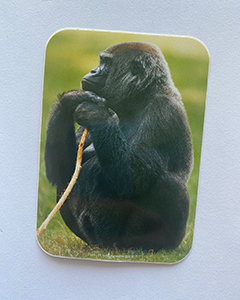 Gorilla - 95x70mm kvadratisk klistermärke med rundade hörn